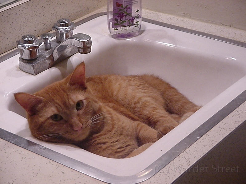 Solomon In Sink 2.jpg